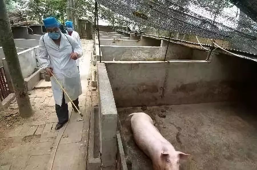 灭苍蝇秘方_灭苍蝇用什么办法_苍蝇灭杀方法
