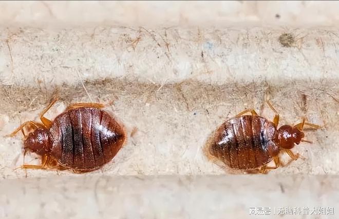 灭臭虫药纸哪里可以买到_速灭臭虫_灭臭虫的最好方法