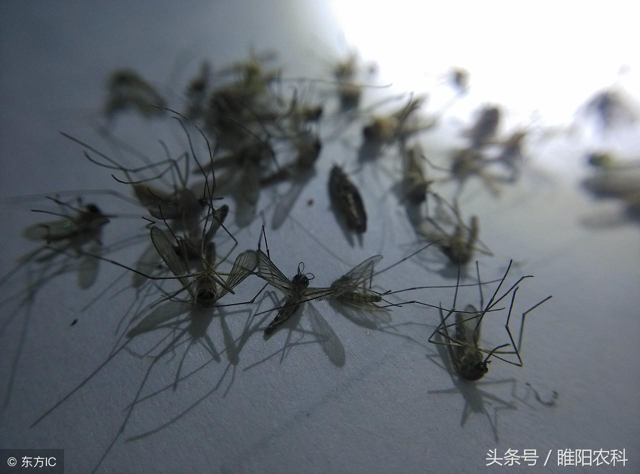 灭苍蝇药过_苍蝇药喷多了怎么去味_苍蝇药喷出来多久就没有药性了