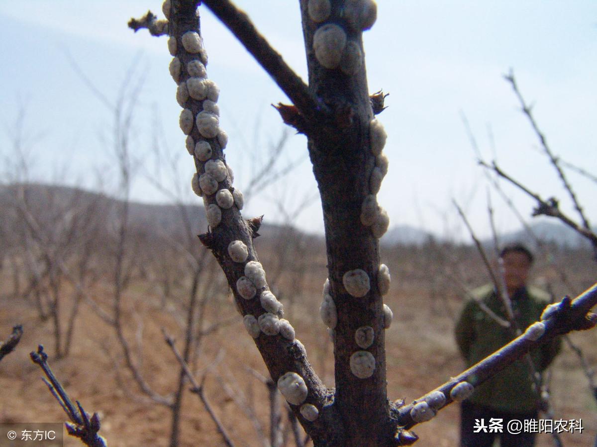 苍蝇药喷多了怎么去味_苍蝇药喷出来多久就没有药性了_灭苍蝇药过