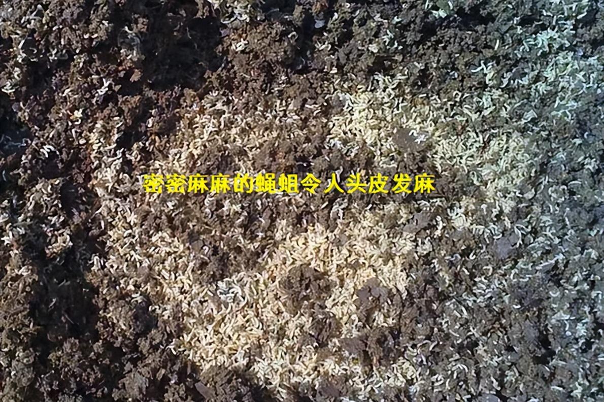苍蝇药喷了多久能失去药效_灭苍蝇药过_苍蝇药喷多了怎么去味