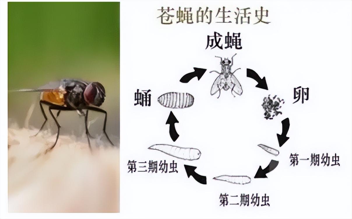 灭苍蝇药过_苍蝇药喷多了怎么去味_苍蝇药喷了多久能失去药效
