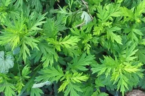苍蝇实用驱赶办法简单说明_驱赶苍蝇最简单实用的办法_苍蝇驱赶方法