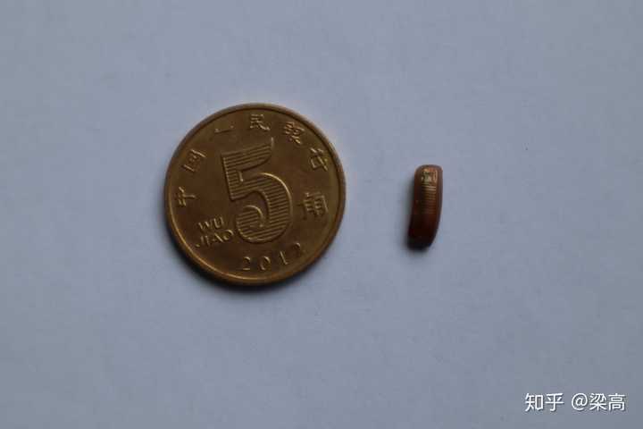 灭臭虫的药_灭臭虫的中药_臭虫中药起什么作用