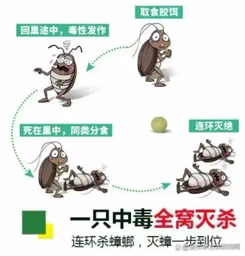 蟑螂的杀灭方法_灭蟑螂最有效方法_蟑螂灭除方法