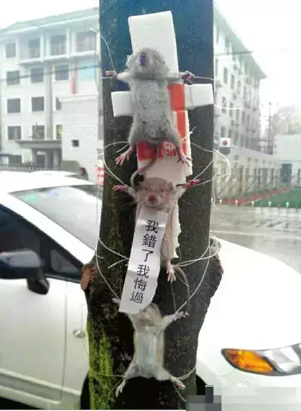 老鼠药蚂蚁吃了会怎么样_灭老鼠药能灭蚂蚁吗_蚂蚁药老鼠药录音