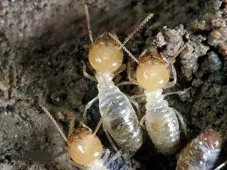 灭老鼠药能灭蚂蚁吗_老鼠药蚂蚁吃了会怎么样_蚂蚁药老鼠药录音