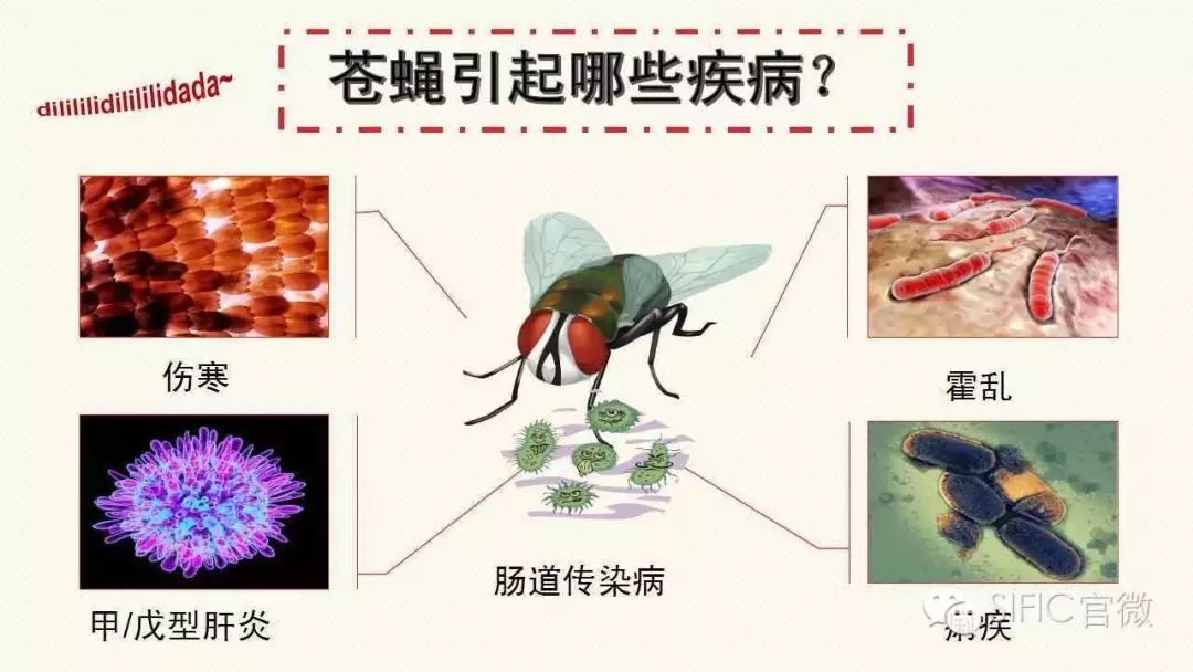 灭苍蝇的灯是紫外线灯吗_灭苍蝇灯是紫外线吗_紫外线灯可以把苍蝇灭了吗