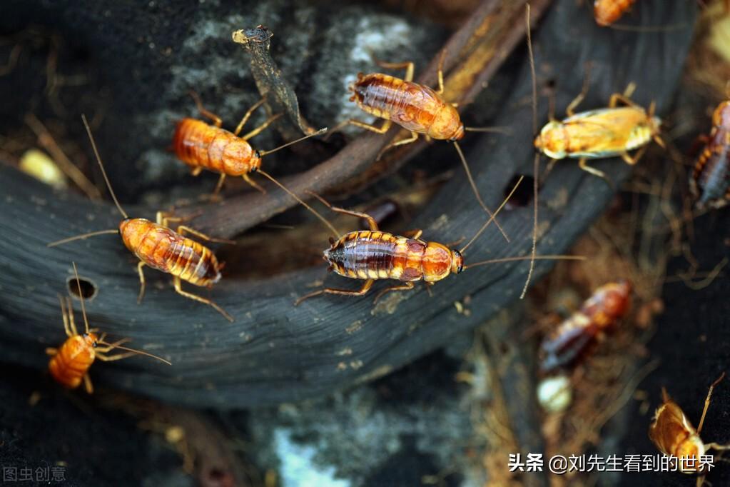 灭老鼠药能灭蚂蚁吗_老鼠药蟑螂药蚂蚁药_蚂蚁药老鼠药录音