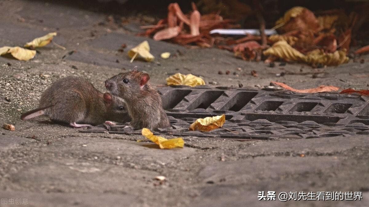蚂蚁药老鼠药录音_灭老鼠药能灭蚂蚁吗_老鼠药蟑螂药蚂蚁药