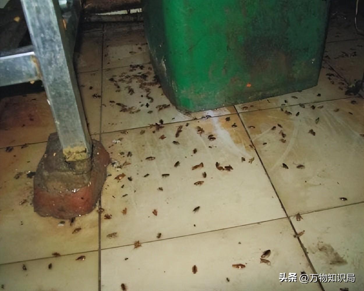 灭杀蟑螂药_灭蟑螂的特效药_灭蟑螂蟑螂药