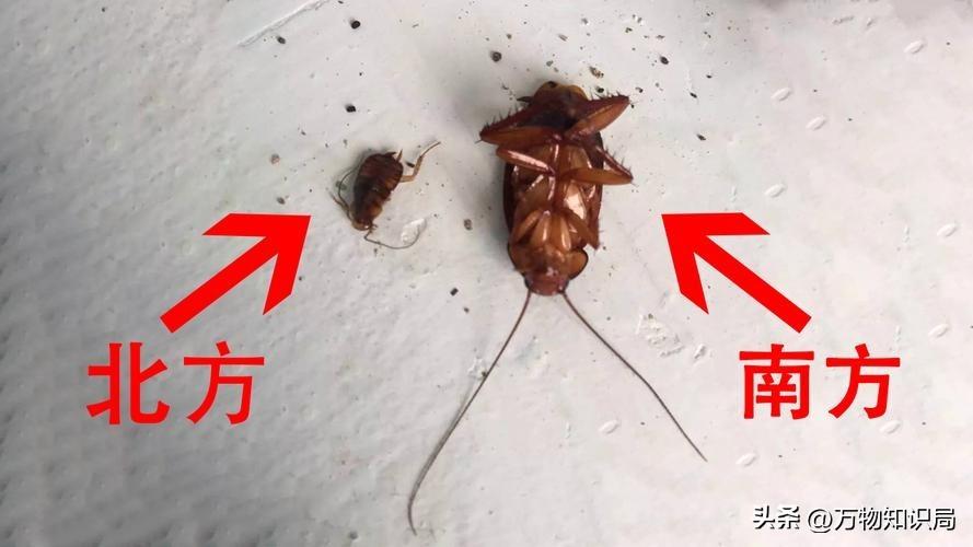 灭蟑螂蟑螂药_灭蟑螂的特效药_灭杀蟑螂药