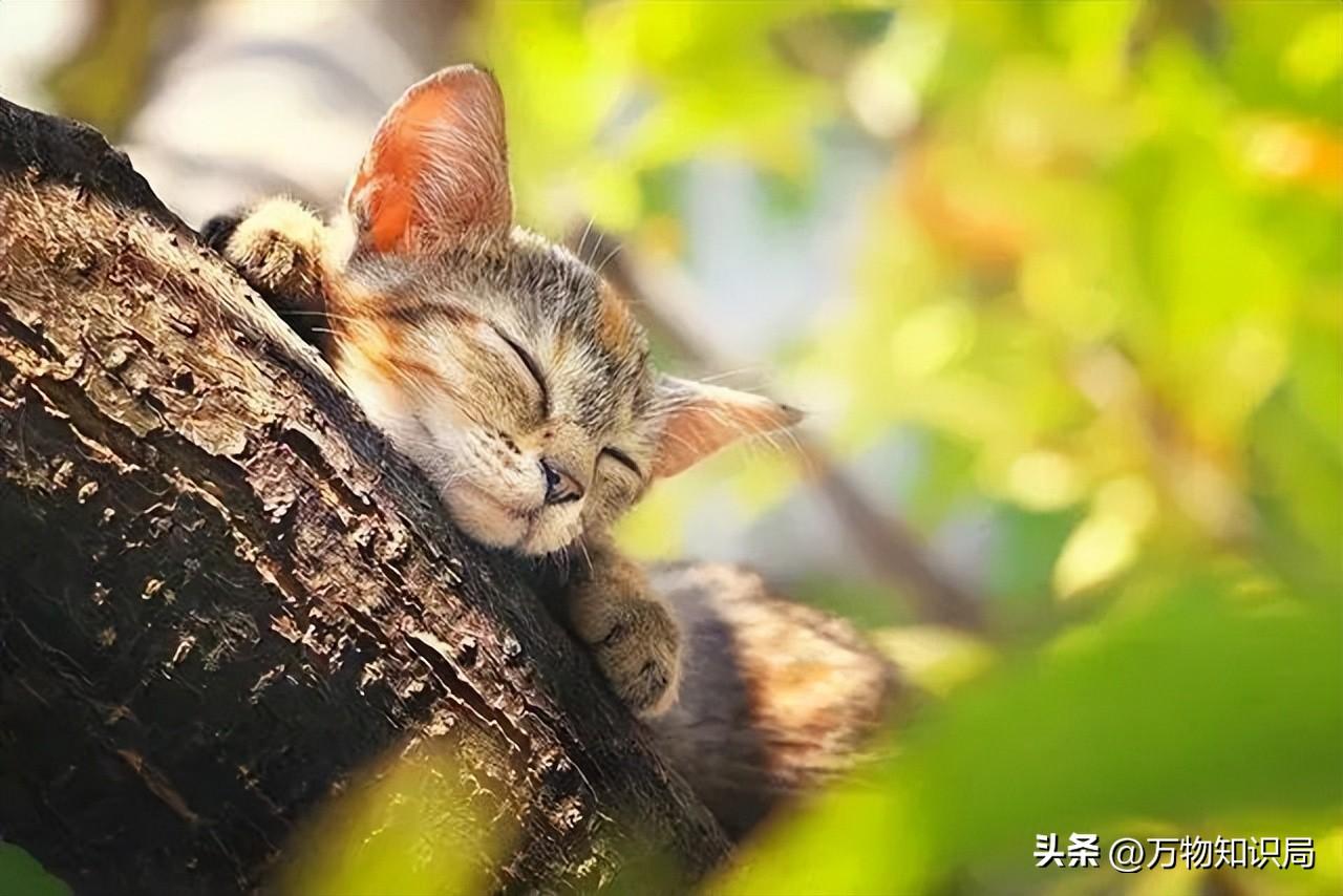 灭蟑螂的特效药_灭杀蟑螂药_灭蟑螂蟑螂药