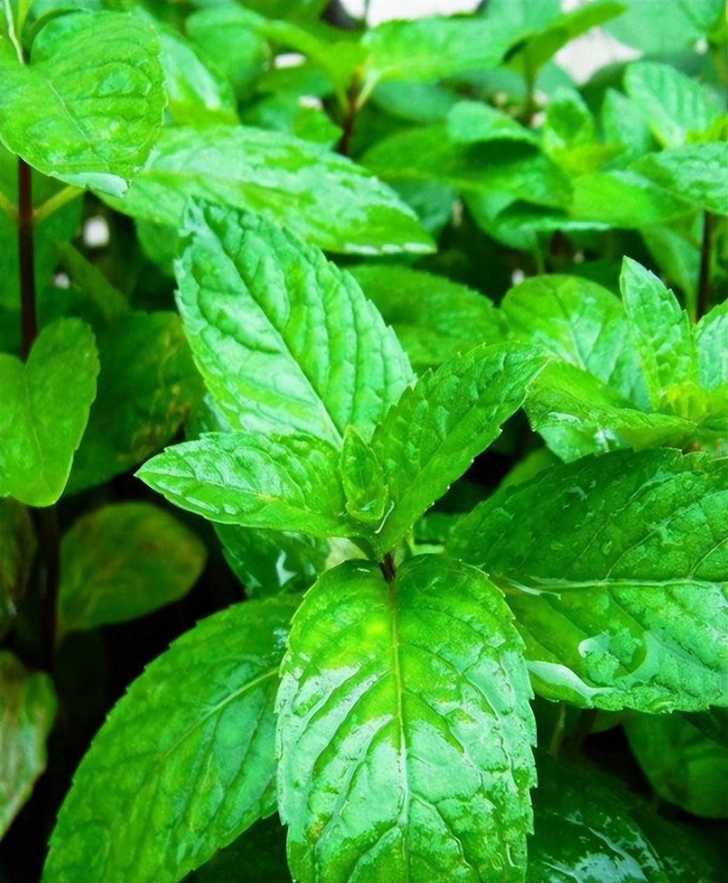灭蚊新方法_灭蚊子最简单的方法_简单灭蚊子的方法