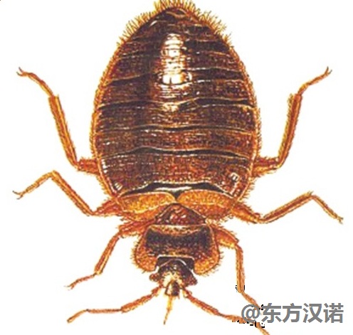 灭臭虫效果最好的药_如何灭臭虫_灭臭虫药纸哪里可以买到