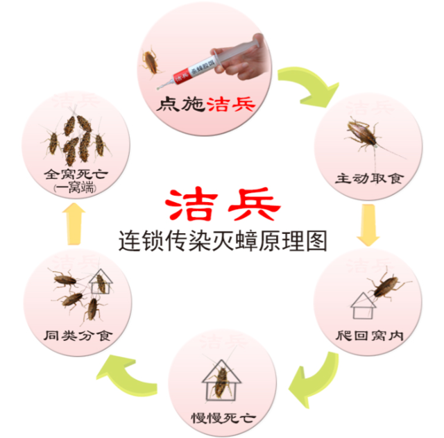 灭蟑螂用药_灭蟑螂药哪种最有效_蟑螂灭药种有效期多久