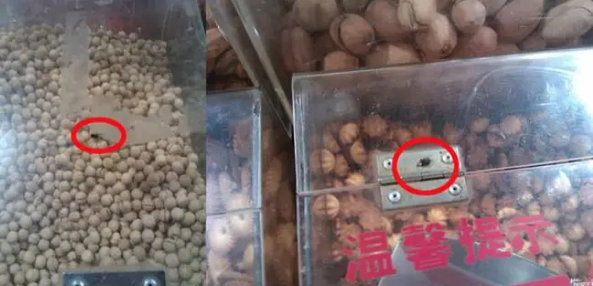 灭苍蝇蚊子最有效的方法_蚊子苍蝇怎么灭绝不了_蚊子苍蝇怎么消灭