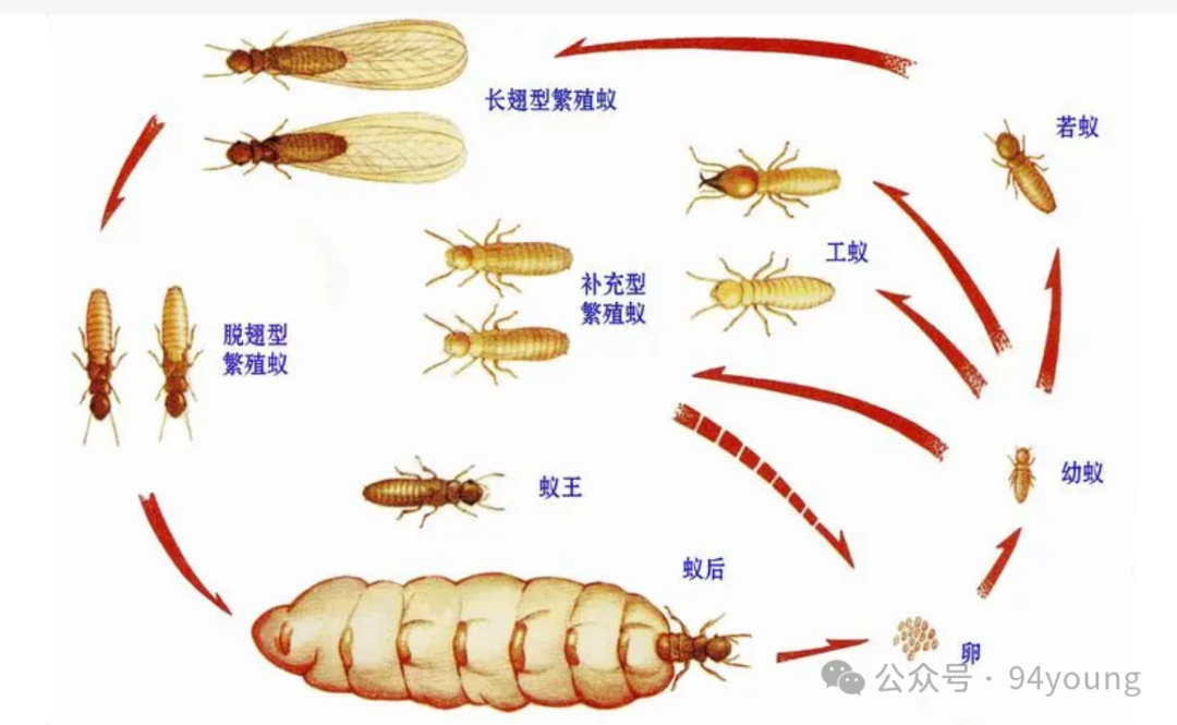 灭白蚁服务收费_上门灭白蚂蚁_灭白蚁上门要收费吗