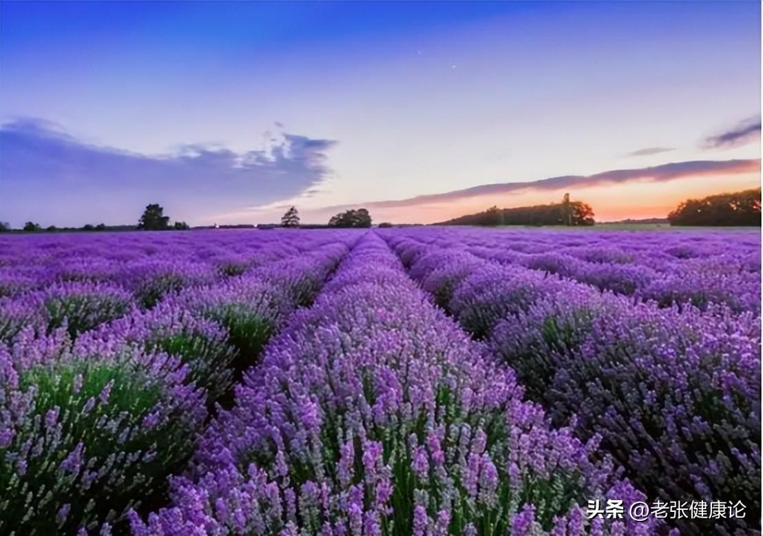 治蚊子苍蝇的小妙招_蚊子苍蝇怎么消灭_灭苍蝇蚊子最有效的方法