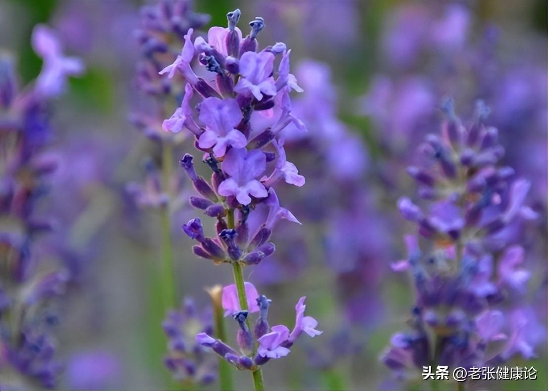 治蚊子苍蝇的小妙招_灭苍蝇蚊子最有效的方法_蚊子苍蝇怎么消灭