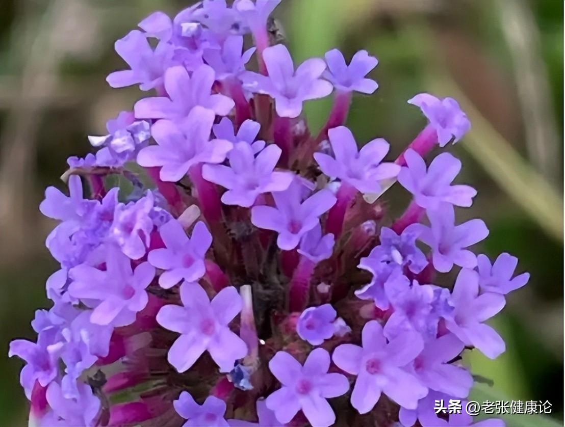 治蚊子苍蝇的小妙招_蚊子苍蝇怎么消灭_灭苍蝇蚊子最有效的方法