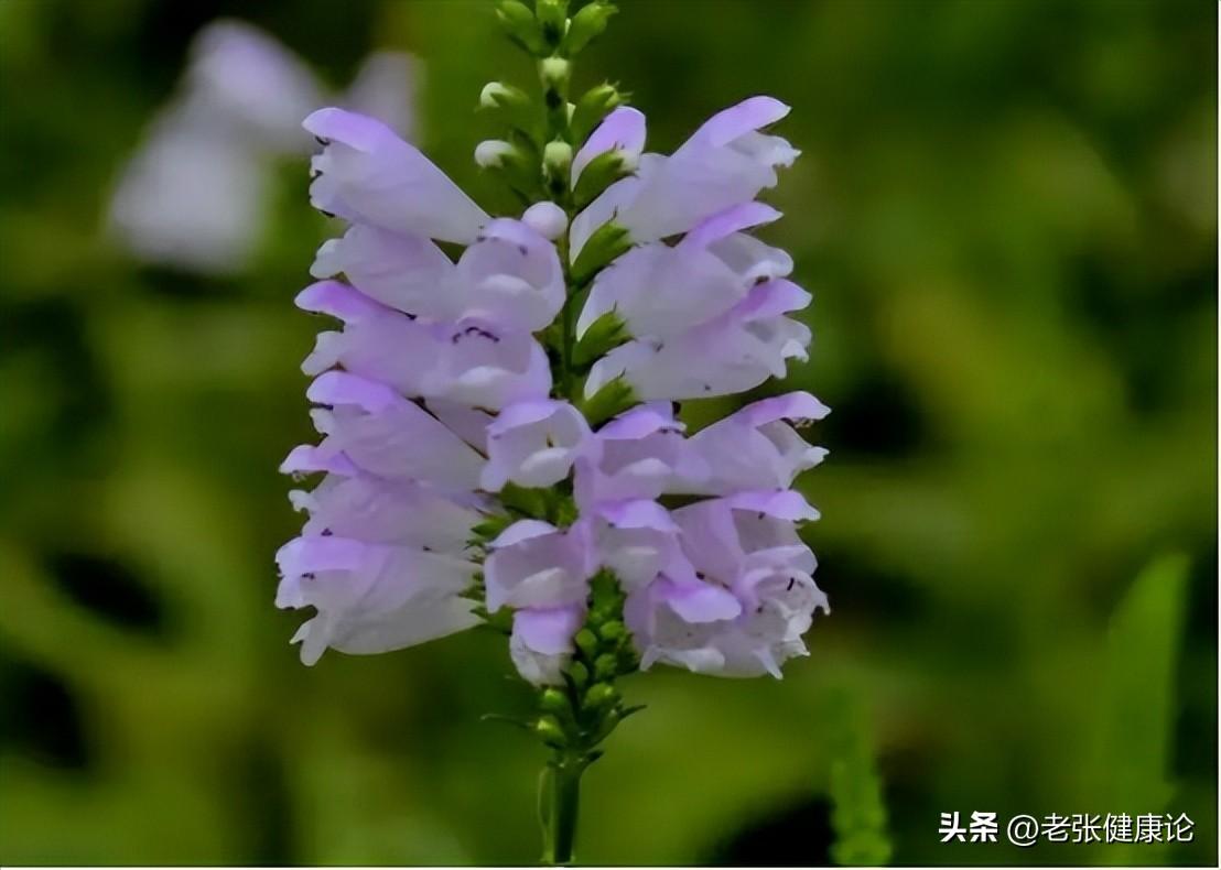 灭苍蝇蚊子最有效的方法_治蚊子苍蝇的小妙招_蚊子苍蝇怎么消灭