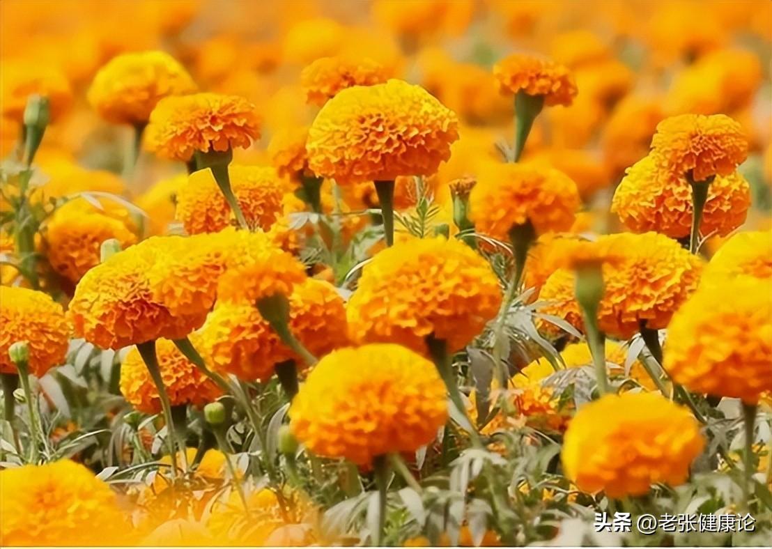 蚊子苍蝇怎么消灭_治蚊子苍蝇的小妙招_灭苍蝇蚊子最有效的方法