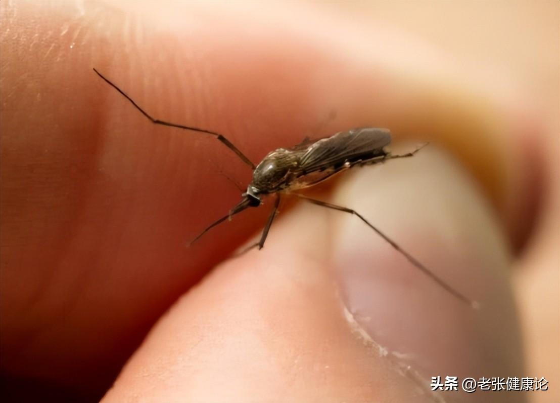 治蚊子苍蝇的小妙招_灭苍蝇蚊子最有效的方法_蚊子苍蝇怎么消灭
