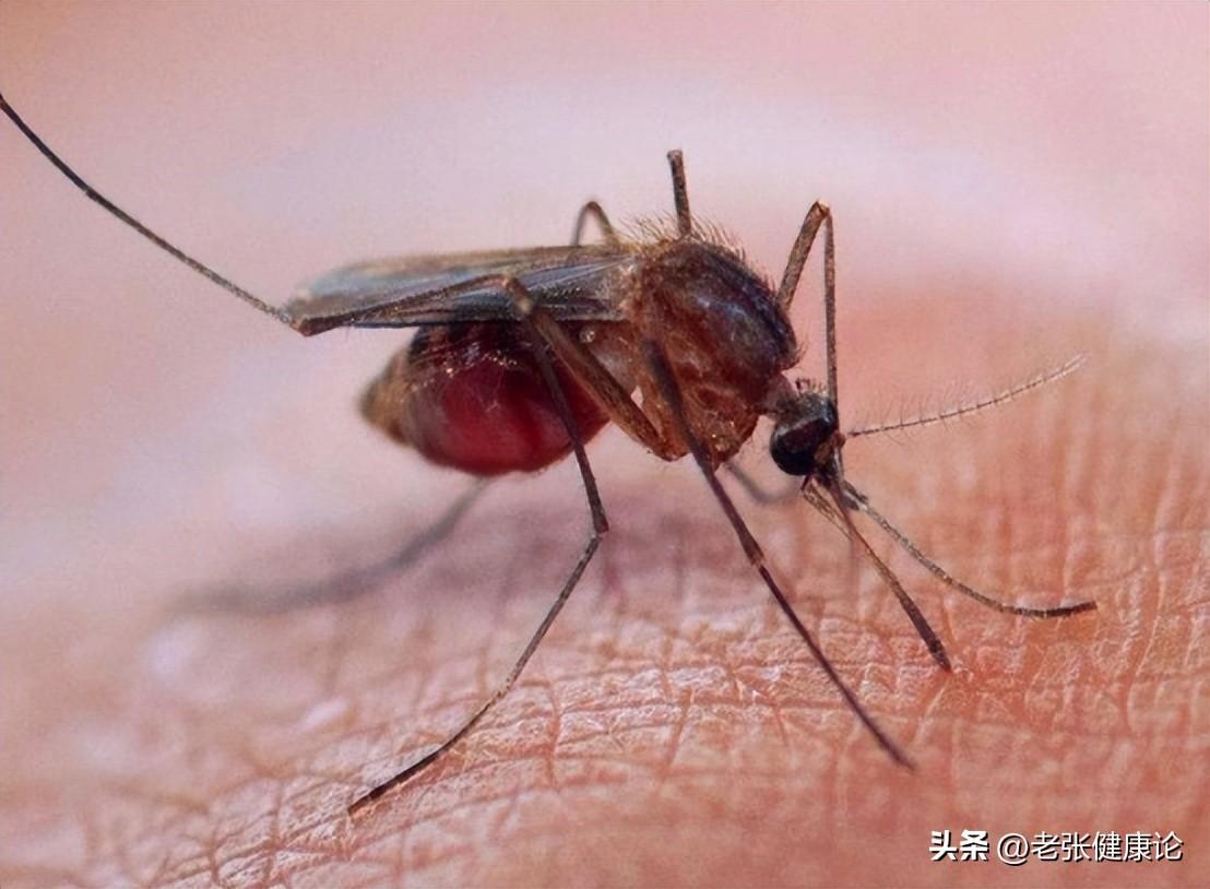 灭苍蝇蚊子最有效的方法_治蚊子苍蝇的小妙招_蚊子苍蝇怎么消灭