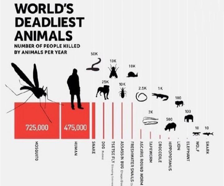 国家为什么不消灭蚊子_蚊子灭绝的国家_蚊子彻底消灭