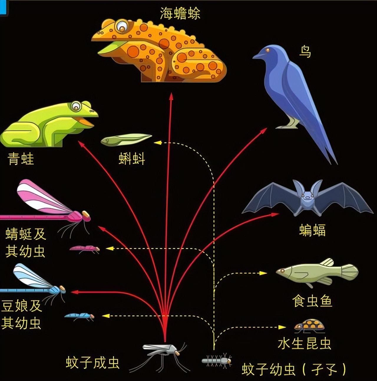 蚊子彻底消灭_蚊子灭绝的国家_国家为什么不消灭蚊子