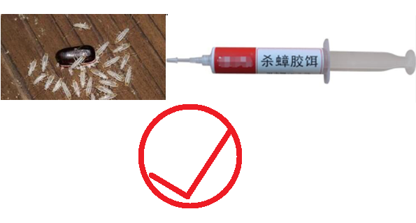 灭蟑螂药排名_灭蟑螂药哪个品牌好_灭蟑螂药什么牌子的最好