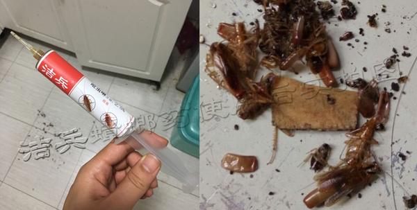 灭蟑螂药排名_灭蟑螂药什么牌子的最好_灭蟑螂药哪个品牌好