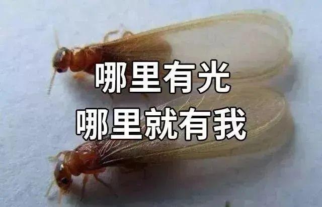 灭白蚁的药水对人体有害吗_灭白蚁药哪个牌子好_灭白蚁用什么药最好