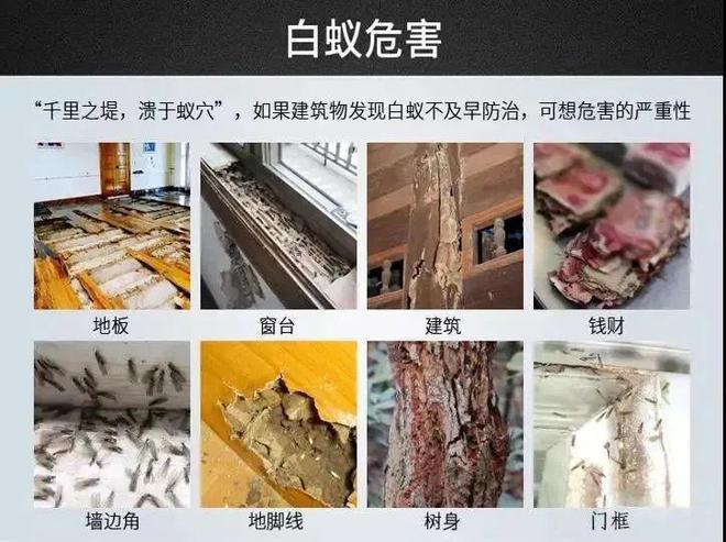 灭白蚁的药水对人体有害吗_灭白蚁用什么药最好_灭白蚁药哪个牌子好