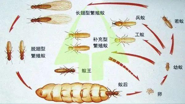 灭白蚁药哪个牌子好_灭白蚁的药水对人体有害吗_灭白蚁用什么药最好