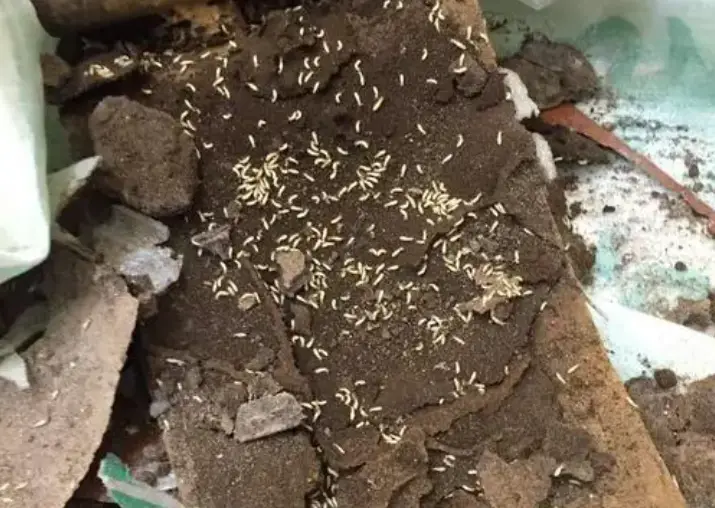 灭药白蚁好用吗知乎_灭白蚁用什么药最好_灭白蚁药有毒吗