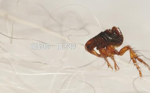 灭跳蚤有效方法有哪些_灭跳蚤最有效的方法_灭跳蚤有效方法是什么