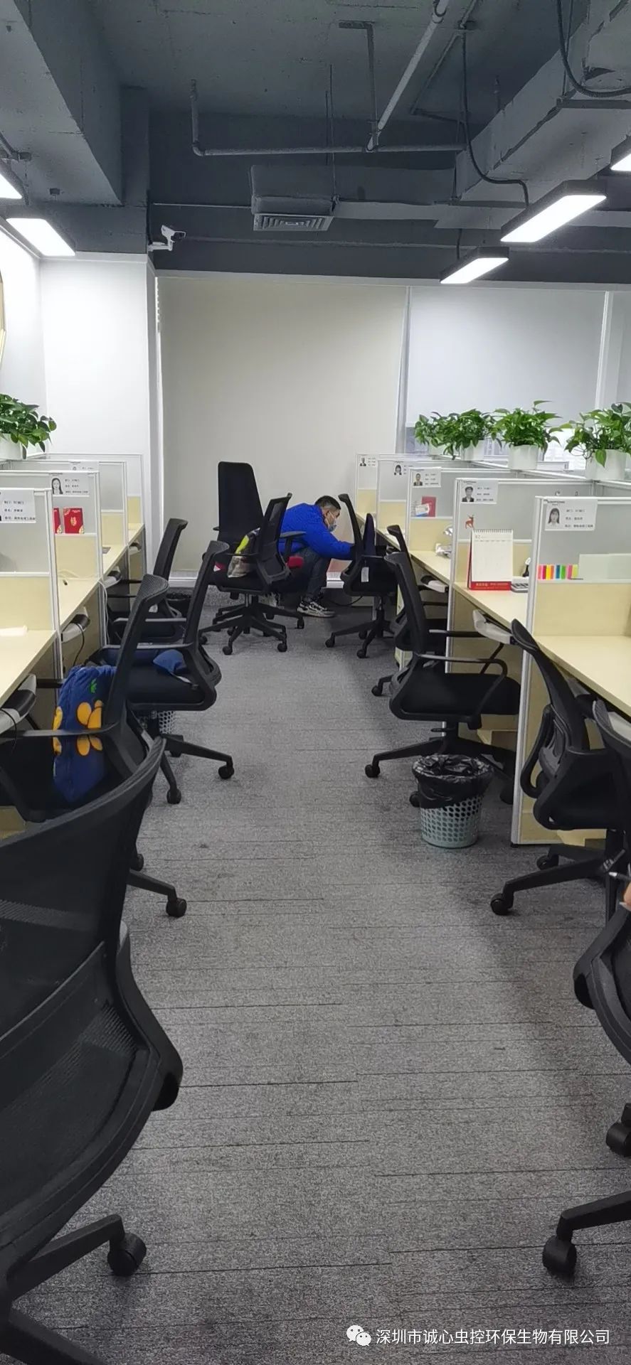 灭臭虫有效方法有哪些_灭臭虫有效方法_灭臭虫有效方法是什么