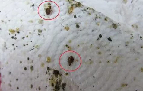 灭臭虫有效方法_灭臭虫有效方法图片_灭臭虫用什么药和什么办法