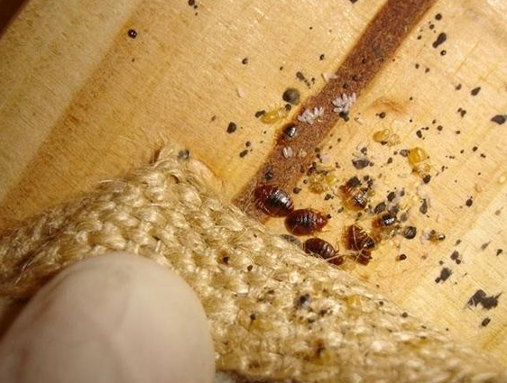 灭臭虫用什么药和什么办法_灭臭虫有效方法图片_灭臭虫有效方法