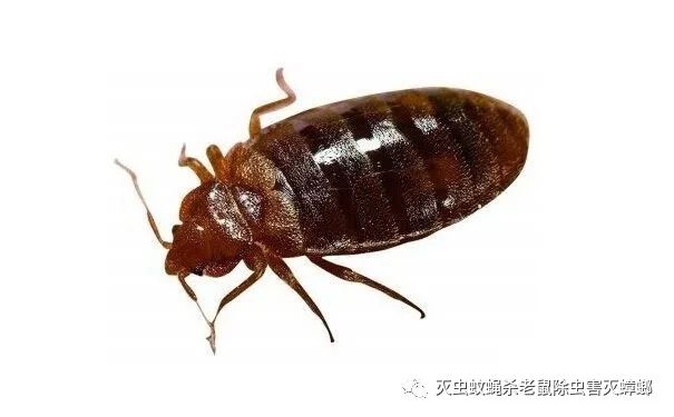 灭臭虫有效方法图片_灭臭虫有效方法_灭臭虫最有效的方法