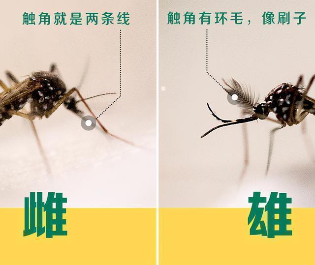 灭跳蚤妙招_灭跳蚤神器_灭跳蚤