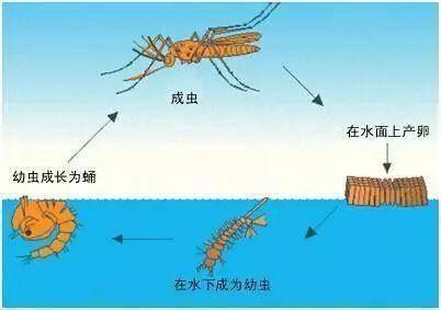 灭跳蚤神器_灭跳蚤妙招_灭跳蚤