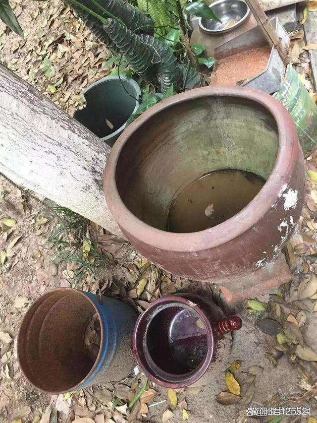 灭跳蚤神器_灭跳蚤妙招_灭跳蚤
