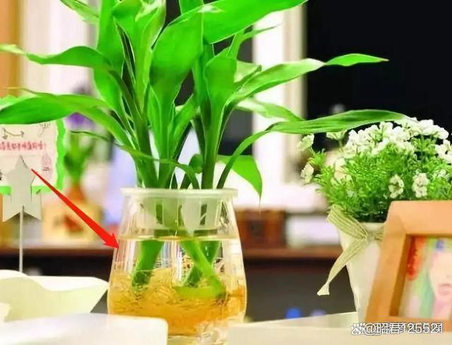 灭跳蚤神器_灭跳蚤_灭跳蚤妙招