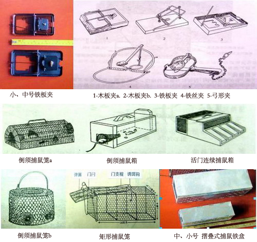 老鼠灭老鼠_老鼠怎么灭知乎_灭老鼠办法