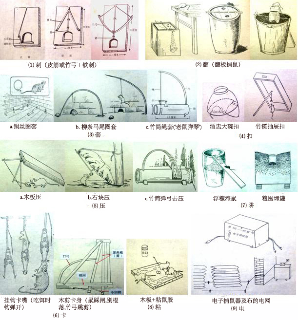 老鼠怎么灭知乎_灭老鼠办法_老鼠灭老鼠