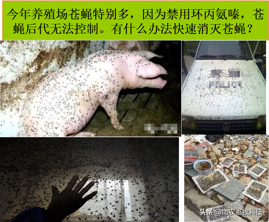 灭苍蝇什么比较好_苍蝇该杀吗_苍蝇杀灭