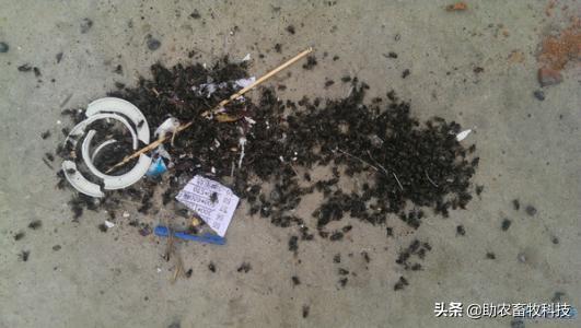 苍蝇该杀吗_灭苍蝇什么比较好_苍蝇杀灭